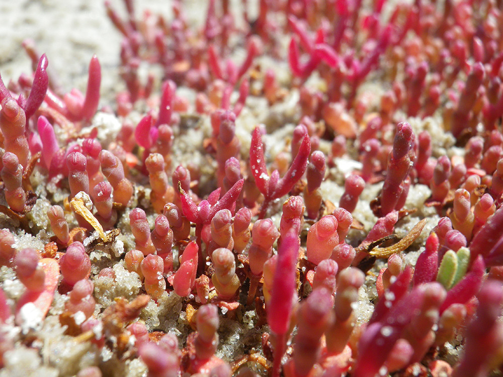  трав'янистий (Salicornia europaea)